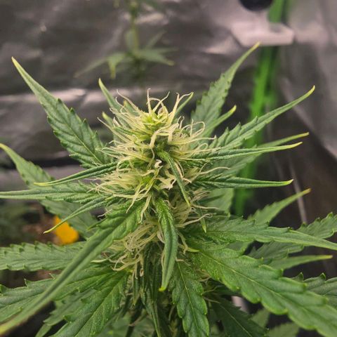 Double Kush Cake Automatic growlog timeline photo