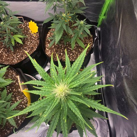 Double Kush Cake Automatic growlog timeline photo