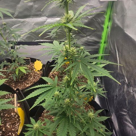 Double Kush Cake Automatic growlog timeline photo