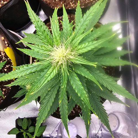 Double Kush Cake Automatic growlog timeline photo