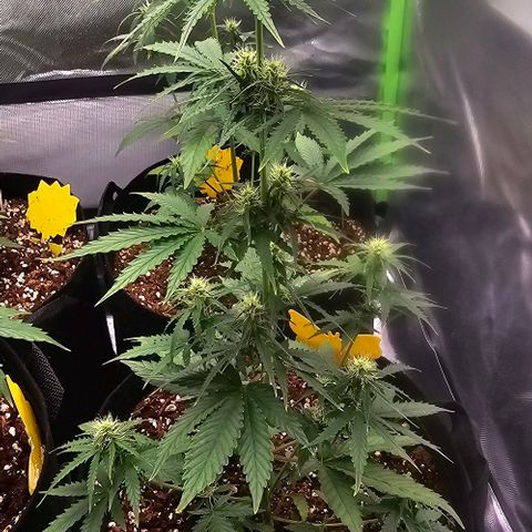 Double Kush Cake Automatic growlog timeline photo