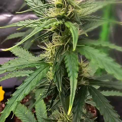Double Kush Cake Automatic growlog timeline photo