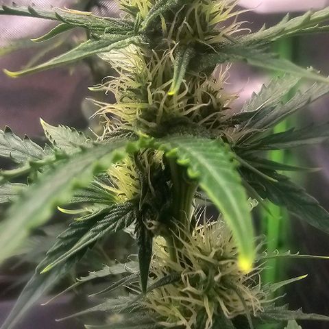 Double Kush Cake Automatic growlog timeline photo