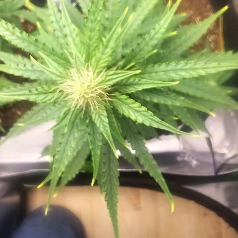 Double Kush Cake Automatic growlog timeline photo