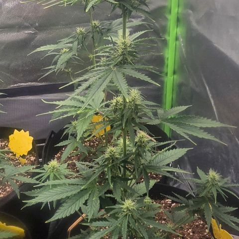Double Kush Cake Automatic growlog timeline photo