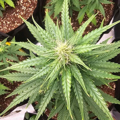 Double Kush Cake Automatic growlog timeline photo