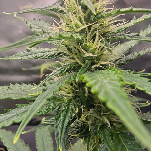Double Kush Cake Automatic growlog timeline photo