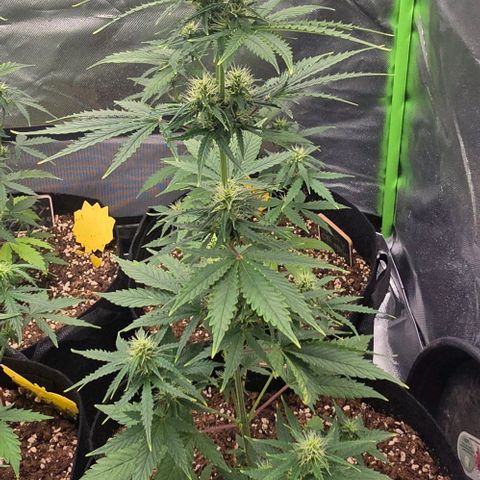 Double Kush Cake Automatic growlog timeline photo