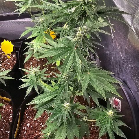 Double Kush Cake Automatic growlog timeline photo