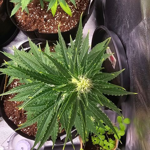 Double Kush Cake Automatic growlog timeline photo