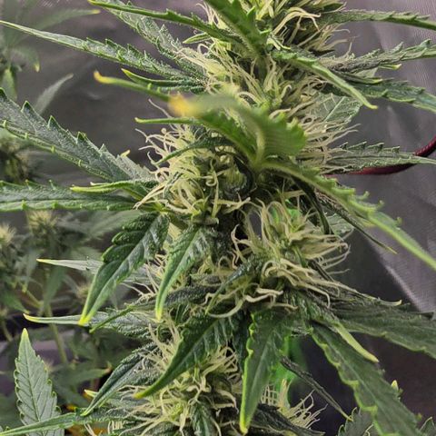 Double Kush Cake Automatic growlog timeline photo