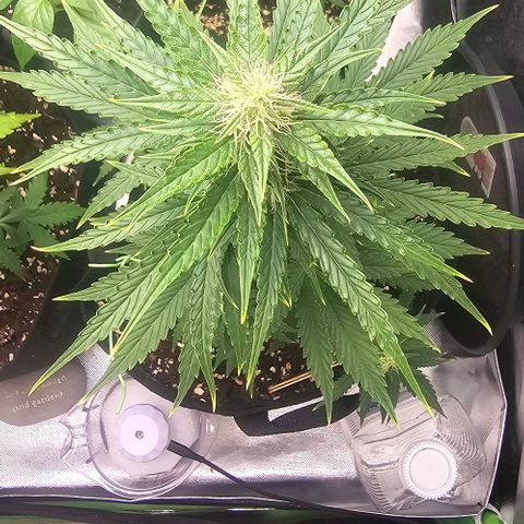 Double Kush Cake Automatic growlog timeline photo