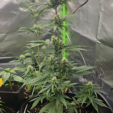 Double Kush Cake Automatic growlog timeline photo