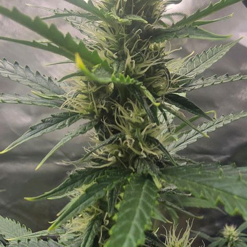 Double Kush Cake Automatic growlog timeline photo