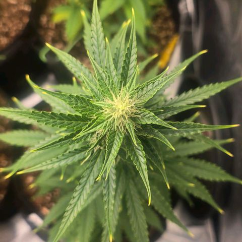 Double Kush Cake Automatic growlog timeline photo