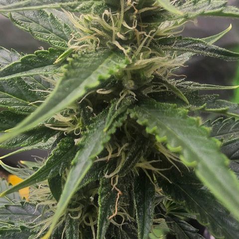 Double Kush Cake Automatic growlog timeline photo
