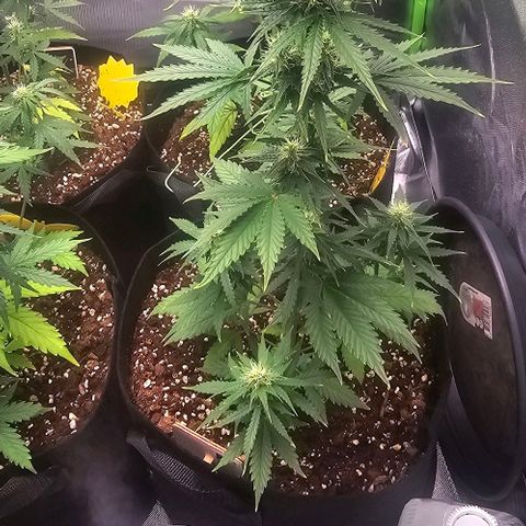 Double Kush Cake Automatic growlog timeline photo