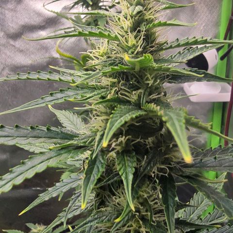 Double Kush Cake Automatic growlog timeline photo