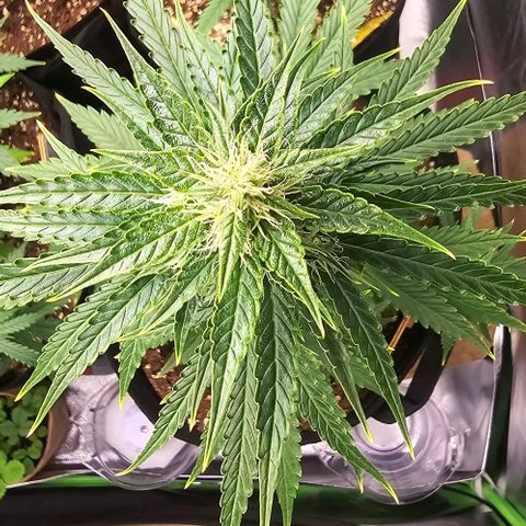 Double Kush Cake Automatic growlog timeline photo