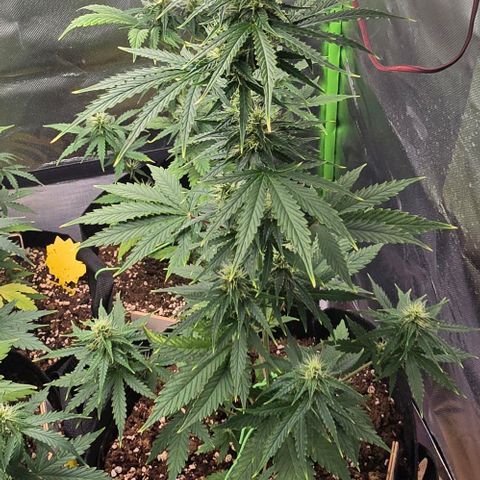 Double Kush Cake Automatic growlog timeline photo