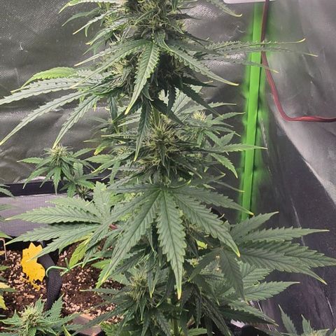 Double Kush Cake Automatic growlog timeline photo