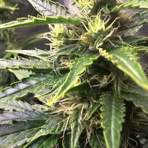 Double Kush Cake Automatic growlog timeline photo