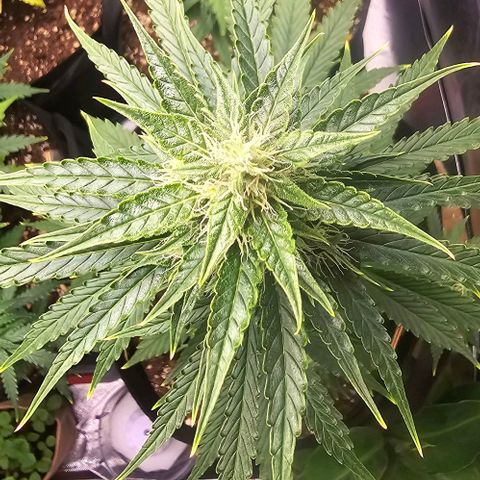 Double Kush Cake Automatic growlog timeline photo