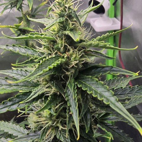 Double Kush Cake Automatic growlog timeline photo