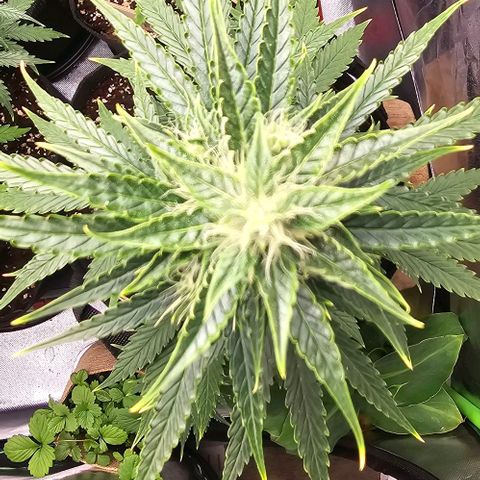 Double Kush Cake Automatic growlog timeline photo