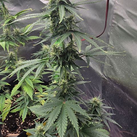 Double Kush Cake Automatic growlog timeline photo
