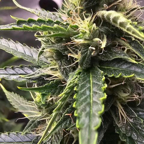 Double Kush Cake Automatic growlog timeline photo