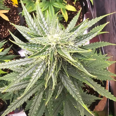 Double Kush Cake Automatic growlog timeline photo