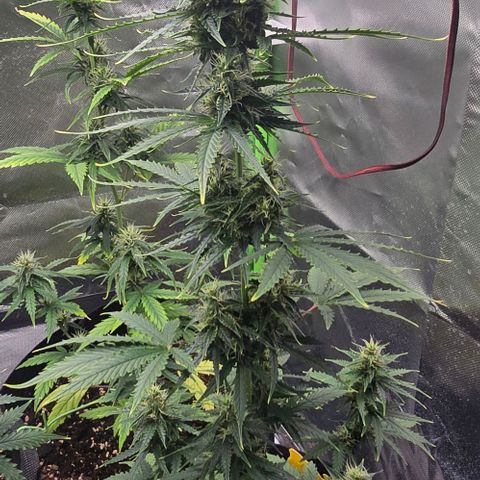 Double Kush Cake Automatic growlog timeline photo