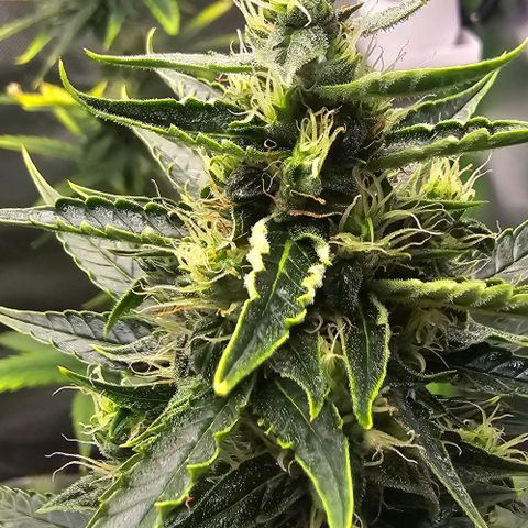 Double Kush Cake Automatic growlog timeline photo