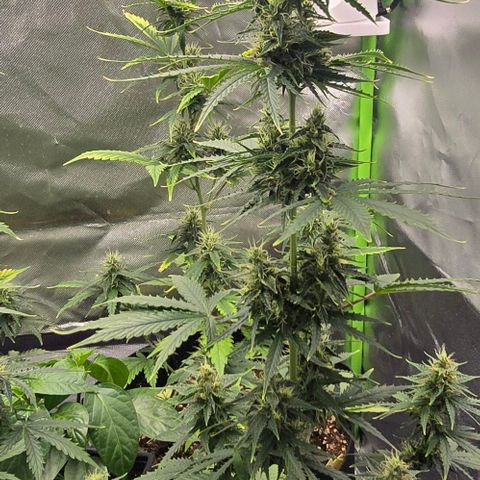 Double Kush Cake Automatic growlog timeline photo