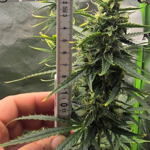 Double Kush Cake Automatic growlog timeline photo