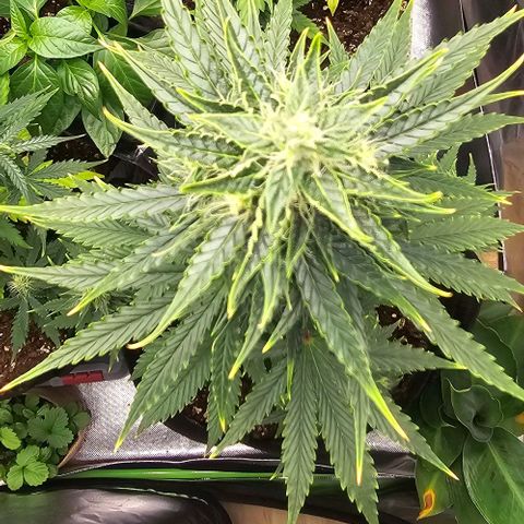Double Kush Cake Automatic growlog timeline photo