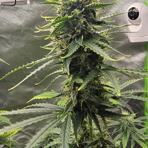 Double Kush Cake Automatic growlog timeline photo