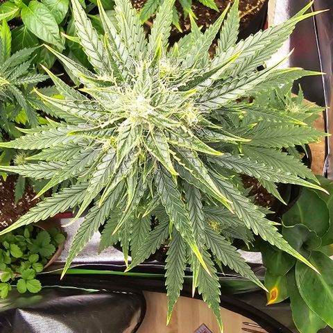 Double Kush Cake Automatic growlog timeline photo