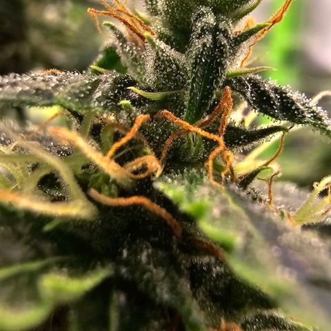 Double Kush Cake Automatic growlog timeline photo
