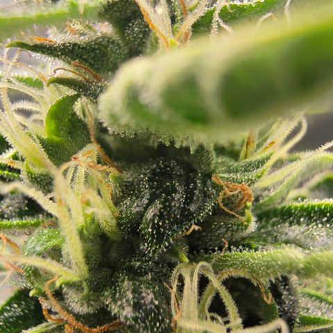 Double Kush Cake Automatic growlog timeline photo