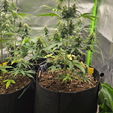 Double Kush Cake Automatic growlog timeline photo