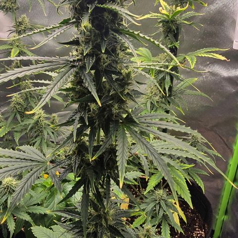 Double Kush Cake Automatic growlog timeline photo
