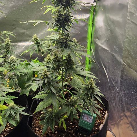 Double Kush Cake Automatic growlog timeline photo