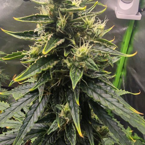 Double Kush Cake Automatic growlog timeline photo