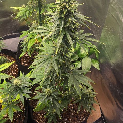 Double Kush Cake Automatic growlog timeline photo