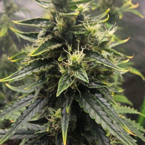 Double Kush Cake Automatic growlog timeline photo