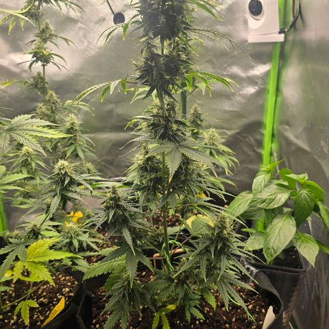 Double Kush Cake Automatic growlog timeline photo