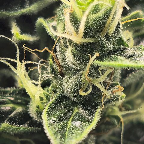 Double Kush Cake Automatic growlog timeline photo