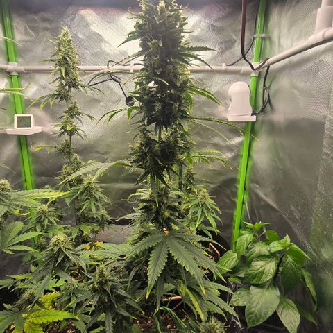Double Kush Cake Automatic growlog timeline photo